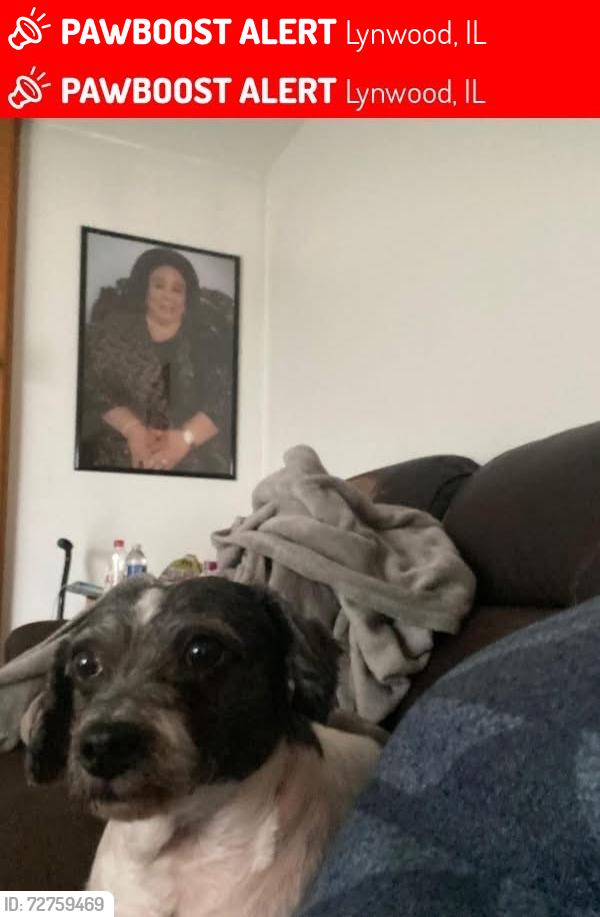 Lost Female Dog last seen arroyo ave, Lynwood, IL 60411