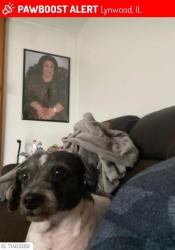 Lost Female Dog last seen arroyo ave, Lynwood, IL 60411