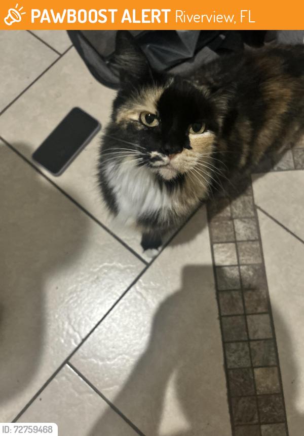 Found/Stray Female Cat last seen Panther Trace, Riverview, FL 33579