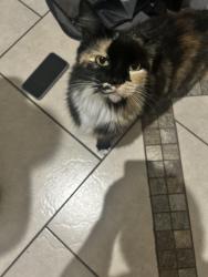 Found/Stray Female Cat last seen Panther Trace, Riverview, FL 33579
