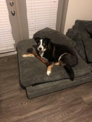 Lost Male Dog last seen corner of king hollands ave and 15th ave s , Nashville, TN 37212