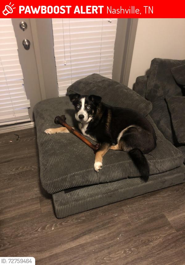 Lost Male Dog last seen corner of king hollands ave and 15th ave s , Nashville, TN 37212