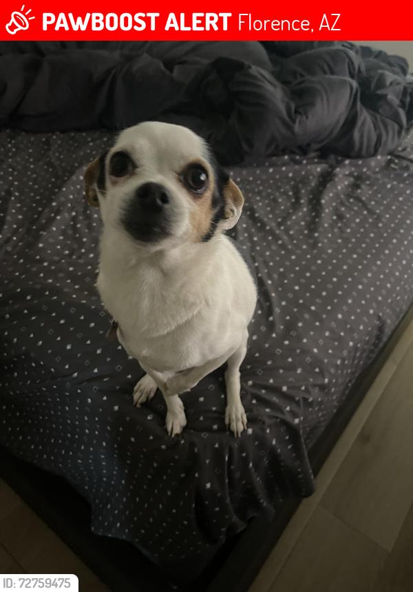 Lost Female Dog last seen Off Wendy and Bartlett Near Highway 79, Florence, AZ 85132