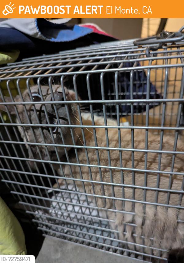 Found/Stray Female Cat last seen Garvey and Merced , El Monte, CA 91733