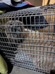 Found/Stray Female Cat last seen Garvey and Merced , El Monte, CA 91733