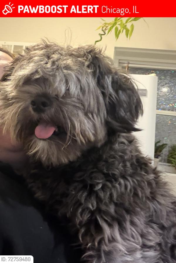 Lost Male Dog last seen Leamington av y 45 área de midway , Chicago, IL 60638