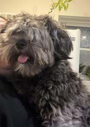 Lost Male Dog last seen Leamington av y 45 área de midway , Chicago, IL 60638