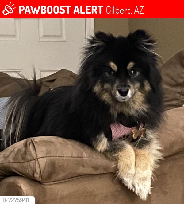 Lost Female Dog last seen S Fenceline Parkway, Gilbert, AZ 85297