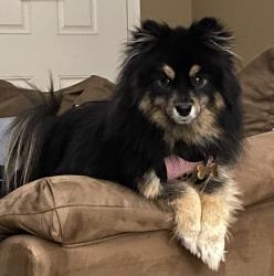 Lost Female Dog last seen S Fenceline Parkway, Gilbert, AZ 85297