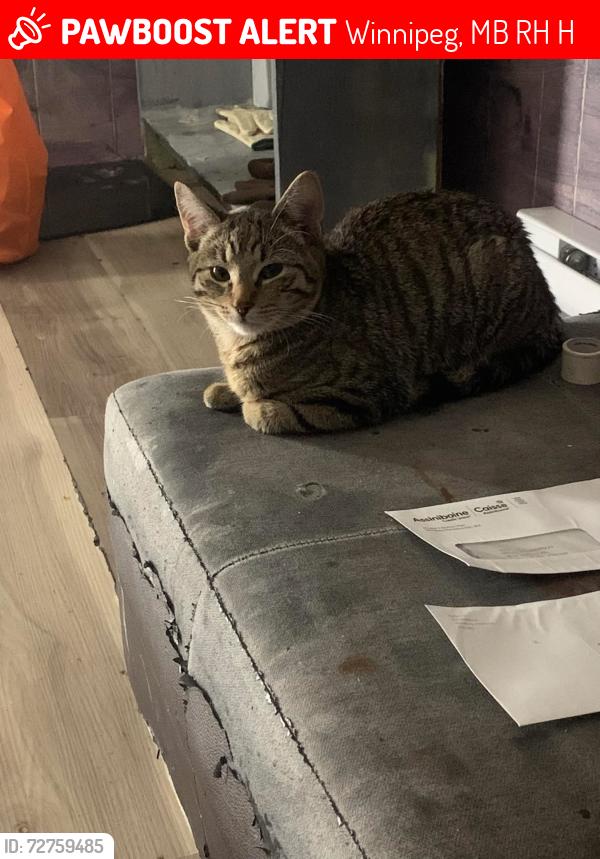 Lost Male Cat last seen Claremont or Kirkdale , Winnipeg, MB R2H 1H7