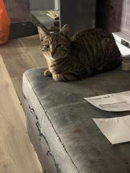 Lost Male Cat last seen Claremont or Kirkdale , Winnipeg, MB R2H 1H7