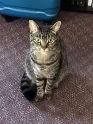 Lost Female Cat last seen Jean Street and Santa Clara Avenue, Oakland, CA 94610
