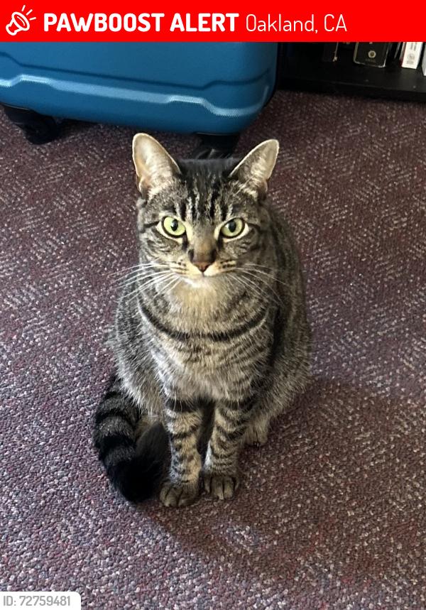 Lost Female Cat last seen Jean Street and Santa Clara Avenue, Oakland, CA 94610