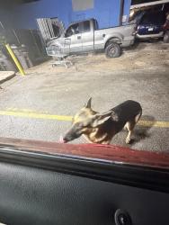 Found/Stray Female Dog last seen By the auto shop, Fort Worth, TX 76105