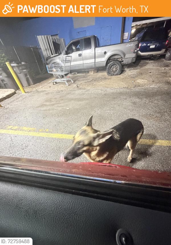 Found/Stray Female Dog last seen By the auto shop, Fort Worth, TX 76105