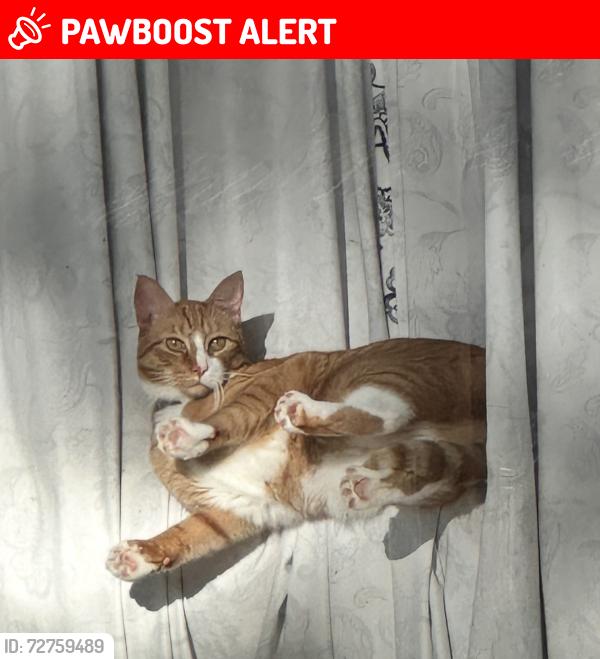 Lost Male Cat last seen Winalda ave , Lake Norman of Catawba, NC 28673