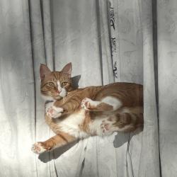 Lost Male Cat last seen Winalda ave , Lake Norman of Catawba, NC 28673