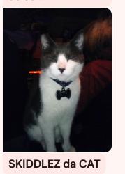 Lost Female Cat last seen Dollar Tree Salinas ca, Salinas, CA 93906