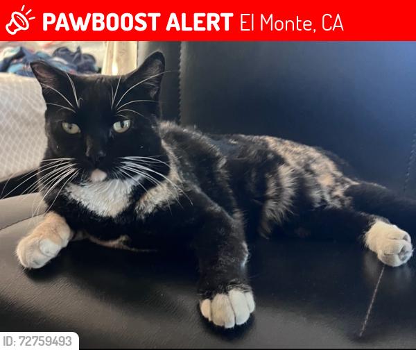Lost Female Cat last seen Baldwin Ave by the 7-eleven, El Monte, CA 91731