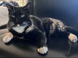 Lost Female Cat last seen Baldwin Ave by the 7-eleven, El Monte, CA 91731