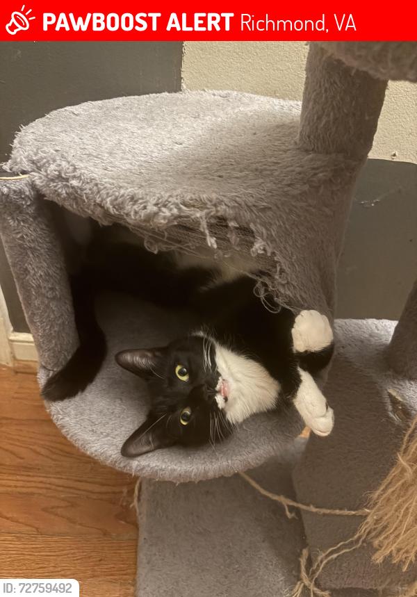 Lost Female Cat last seen Hunting creek dr, Richmond, VA 23237