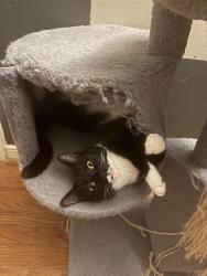 Lost Female Cat last seen Hunting creek dr, Richmond, VA 23237