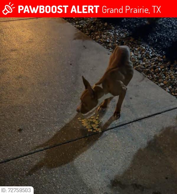 Lost Unknown Dog last seen Near w warrior trail Grand Prairie, Tx 75052, Grand Prairie, TX 75052