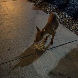 Lost Unknown Dog last seen Near w warrior trail Grand Prairie, Tx 75052, Grand Prairie, TX 75052