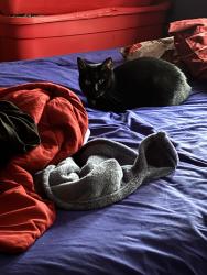 Lost Female Cat last seen Offallon and 8th Street, St. Louis, MO 63106