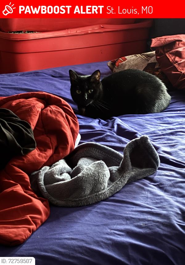 Lost Female Cat last seen Offallon and 8th Street, St. Louis, MO 63106
