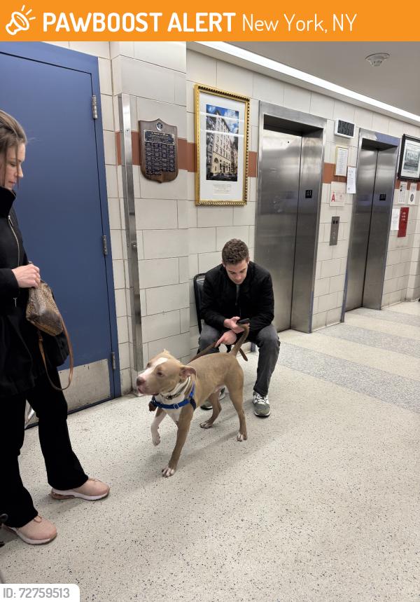 Found/Stray Male Dog last seen 1st ave 5thst, New York, NY 10009