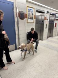Found/Stray Male Dog last seen 1st ave 5thst, New York, NY 10009