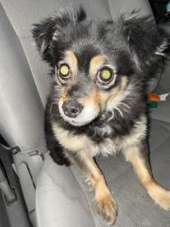 Found/Stray Male Dog last seen Near Murray Blvd, Murray, UT 84123, Murray, UT 84123