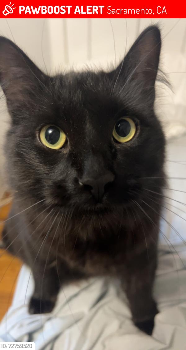 Lost Male Cat last seen Near 20th Ave , Sacramento, CA 95820