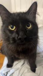 Lost Male Cat last seen Near 20th Ave , Sacramento, CA 95820