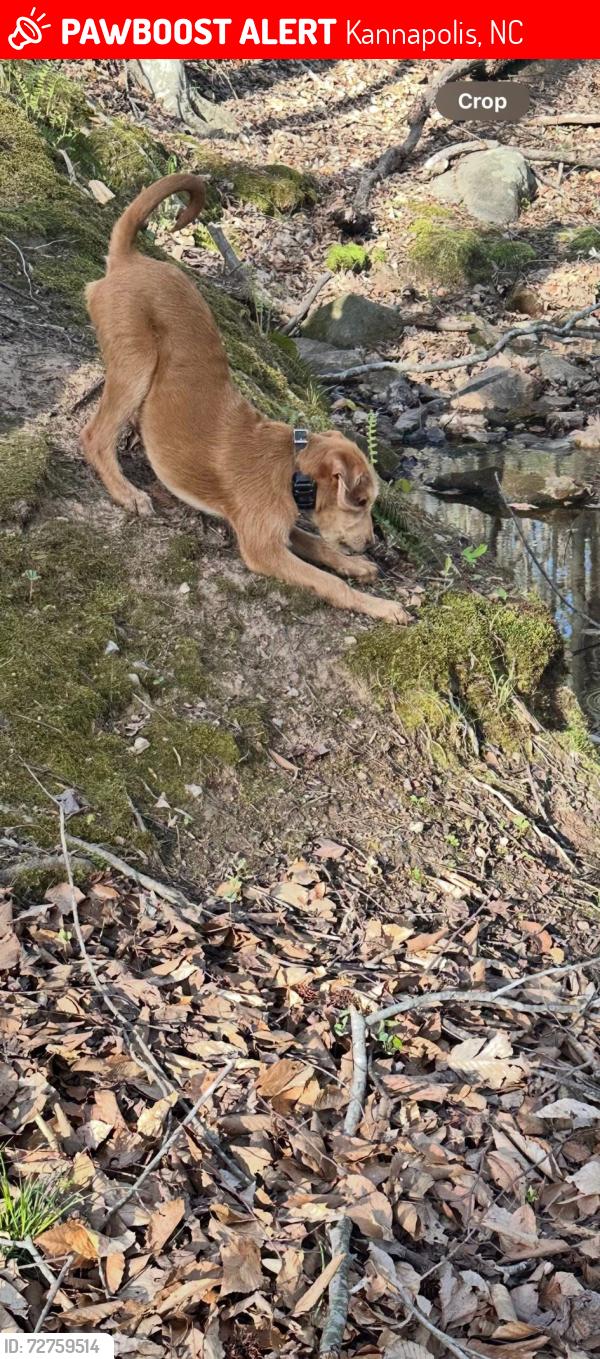 Lost Male Dog last seen AL Brown Baseball Field, Kannapolis, NC 28083