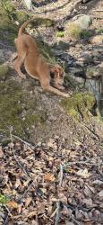 Lost Male Dog last seen AL Brown Baseball Field, Kannapolis, NC 28083