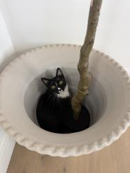 Lost Male Cat last seen Stromboli and Pitcarin, Costa Mesa, CA 92626