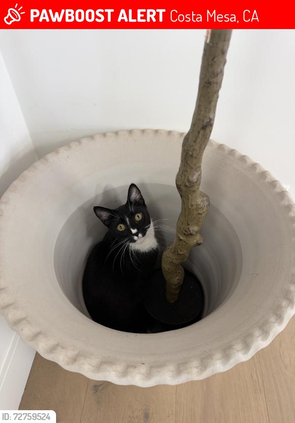 Lost Male Cat last seen Stromboli and Pitcarin, Costa Mesa, CA 92626