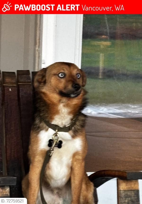 Lost Male Dog last seen NE 57th & 48th Street Vancouver WA , Vancouver, WA 98661