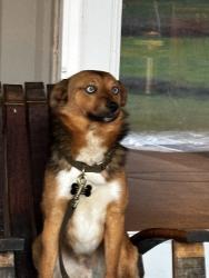 Lost Male Dog last seen NE 57th & 48th Street Vancouver WA , Vancouver, WA 98661