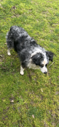 Lost Female Dog last seen Between Blue Gum Ave and Shoemake Ave , Modesto, CA 95358
