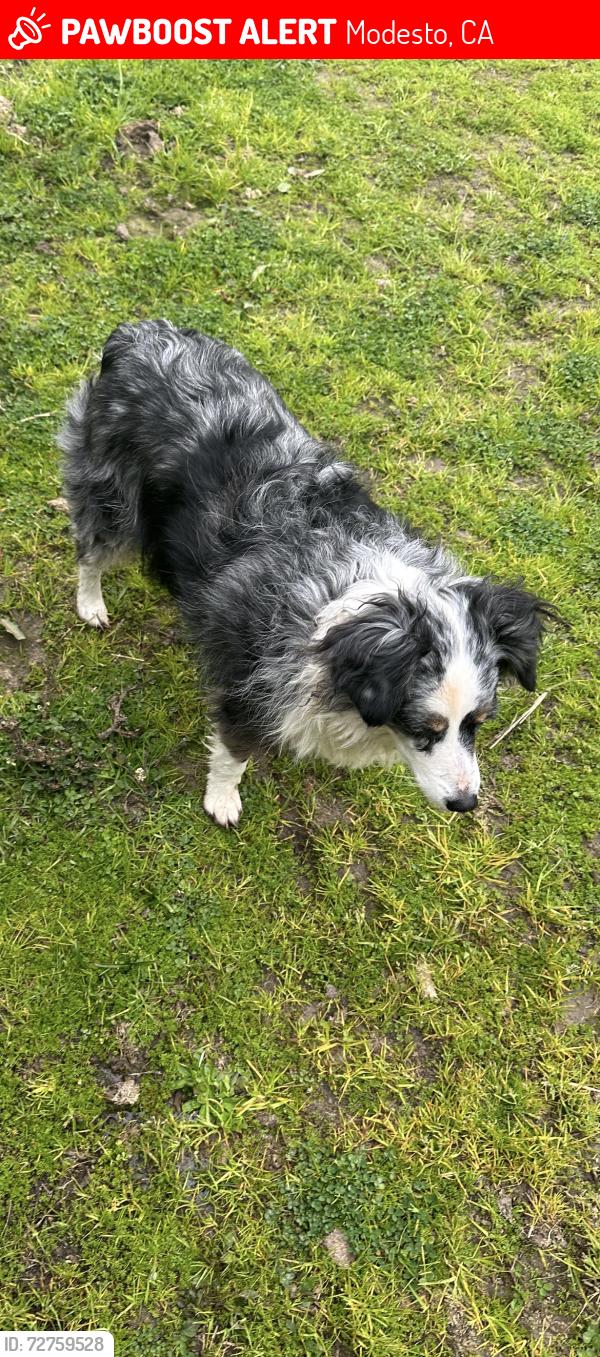 Lost Female Dog last seen Between Blue Gum Ave and Shoemake Ave , Modesto, CA 95358