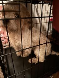 Found/Stray Unknown Dog last seen Stable wood Farms apmts , San Antonio, TX 78227