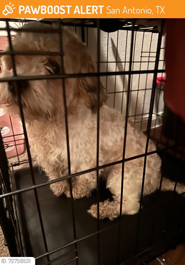 Found/Stray Unknown Dog last seen Stable wood Farms apmts , San Antonio, TX 78227