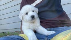Lost Male Dog last seen Wichita st , Fort Worth, TX 76119