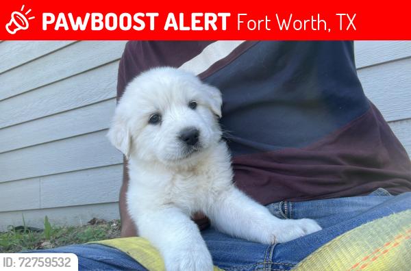 Lost Male Dog last seen Wichita st , Fort Worth, TX 76119