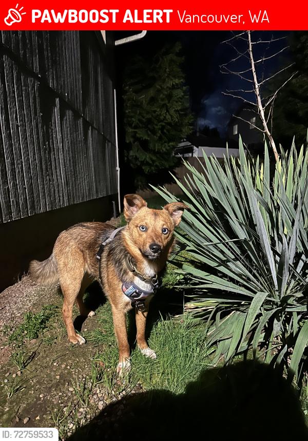 Lost Male Dog last seen 56th avenue , Vancouver, WA 98661