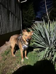 Lost Male Dog last seen 56th avenue , Vancouver, WA 98661