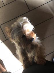 Lost Male Dog last seen Near firestone blvd 90002, Los Angeles, CA 90002